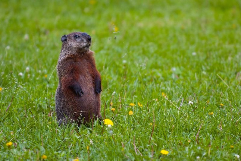 Waddling Groundhogs