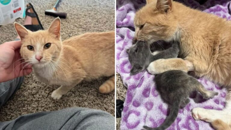 North Alabama Cat Who Lost Her Kittens Gets A Second Chance At Motherhood