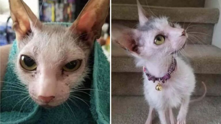 unique kitten
