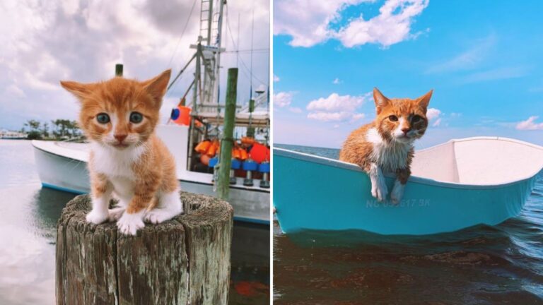 North Carolina Cat Learns To Swim From Dogs And Falls In Love With The Ocean