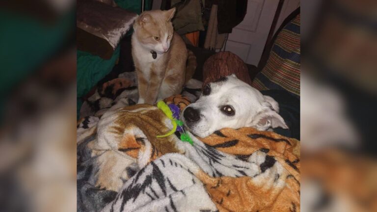 North Carolina Cat Shows Heart-Melting Love For Her Sick Dog Sibling