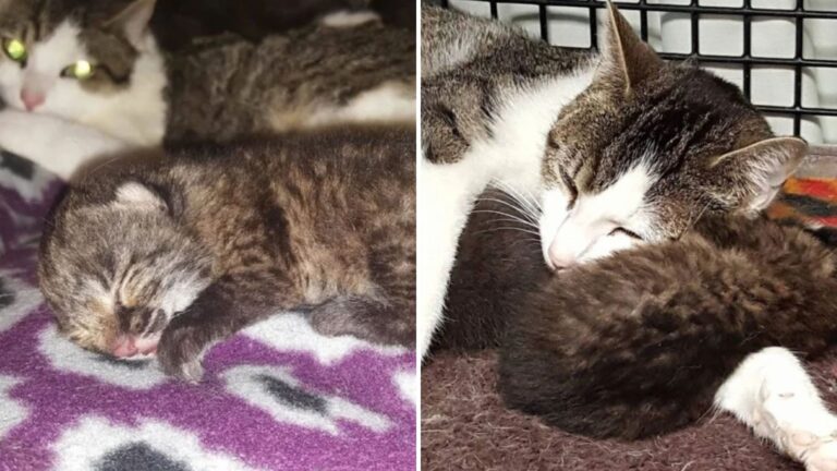 surrogate cat