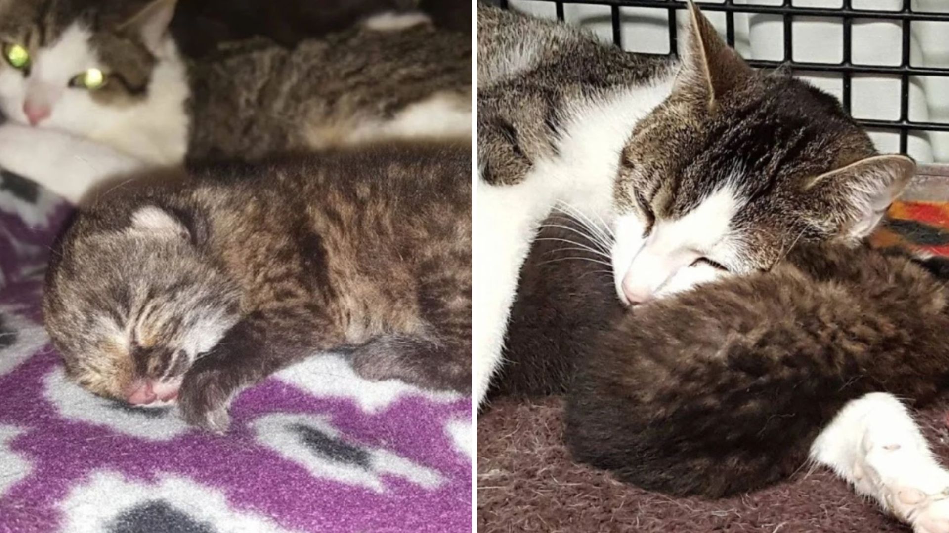 surrogate cat