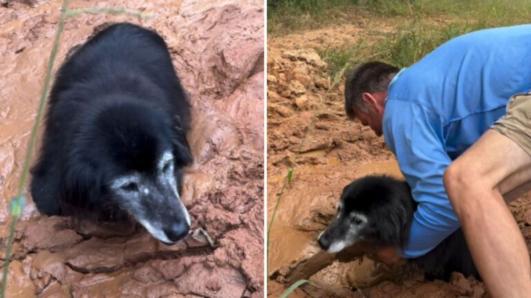 senior dog found flailing in mud