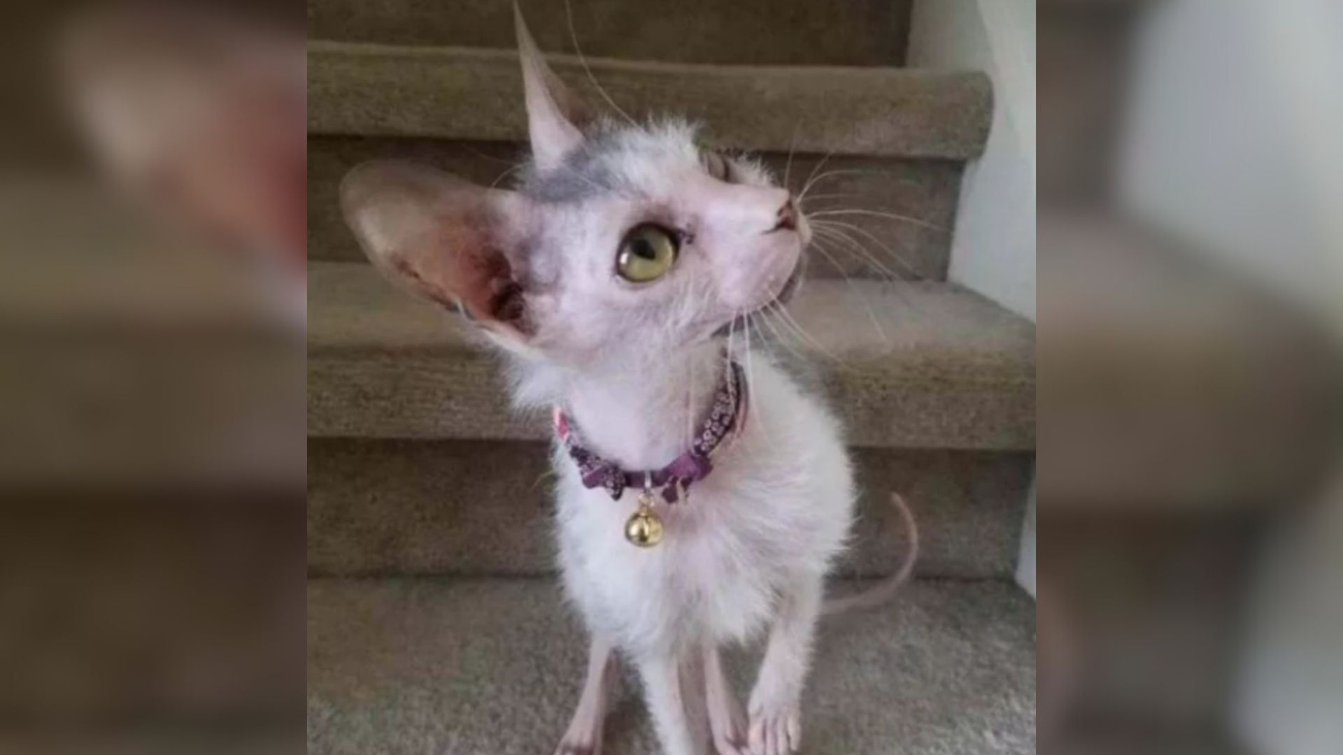 North Carolina Family Stunned As Their Cat Welcomes An Unusually Special Kitten