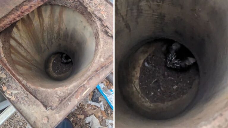 friends rescue cat from pipe