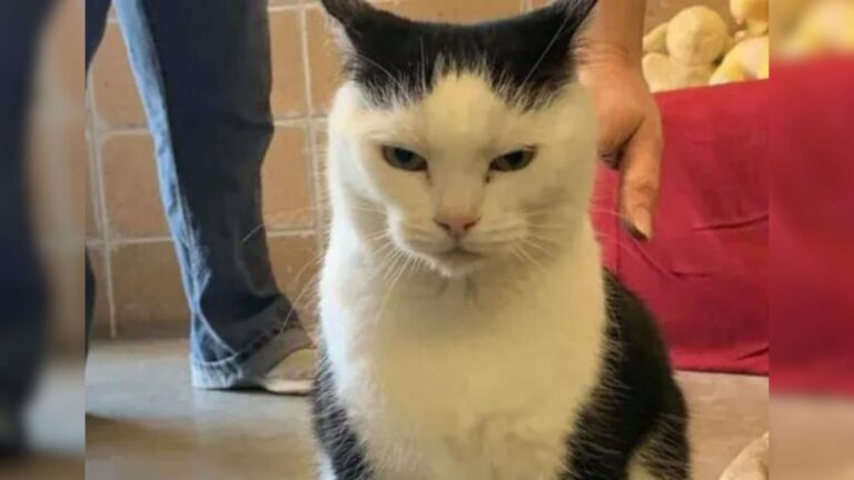 North Carolina Cat Earns Title Of ‘The World’s Worst Cat’ And The Reason Why Will Shock You