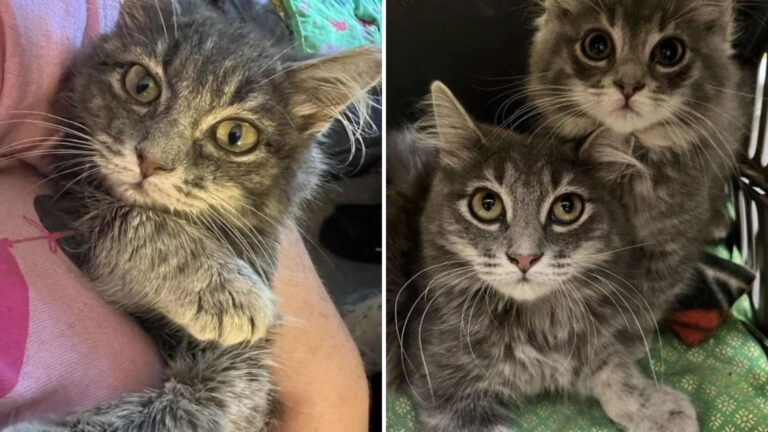 baby and felicia rescued