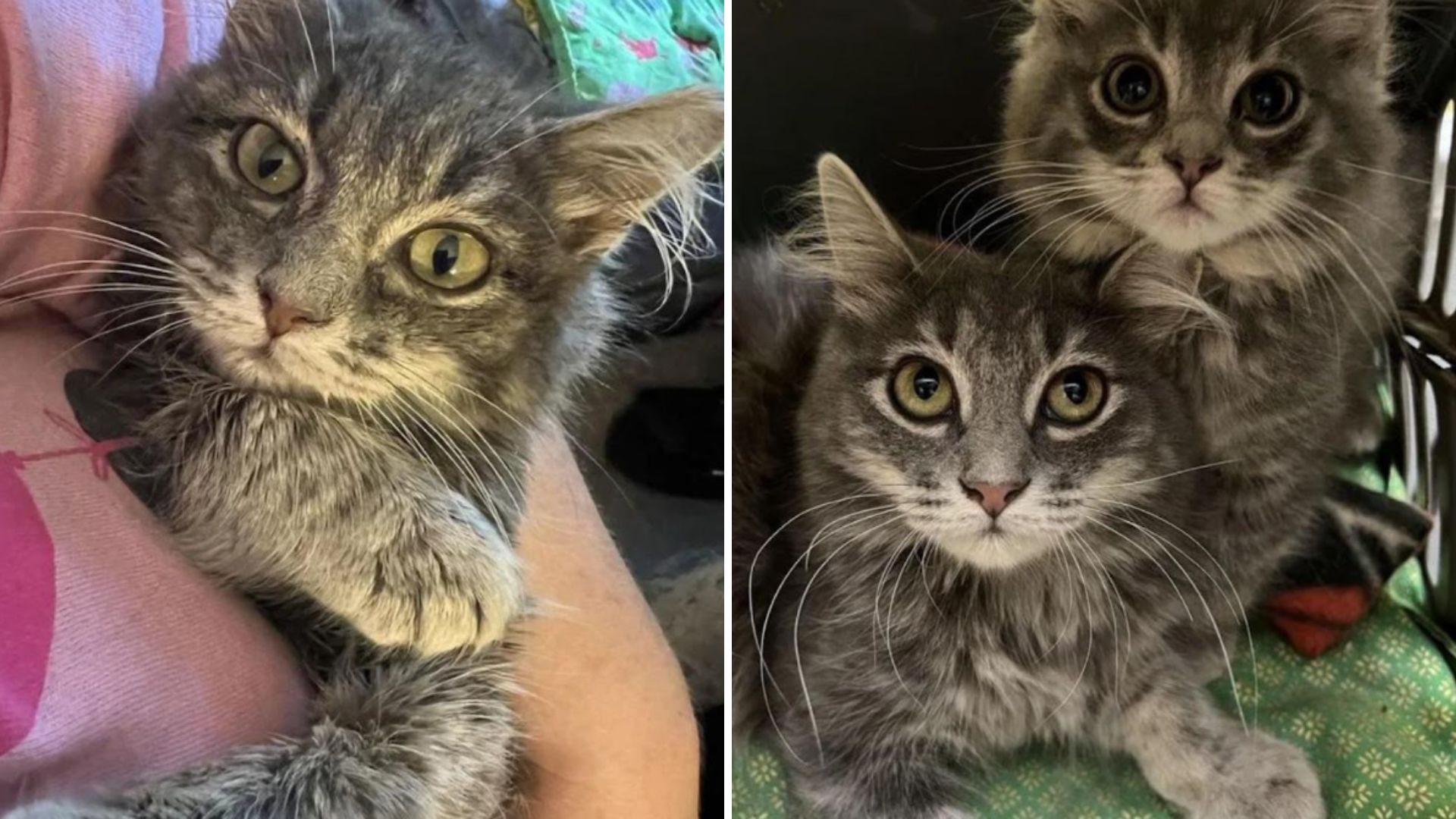 baby and felicia rescued