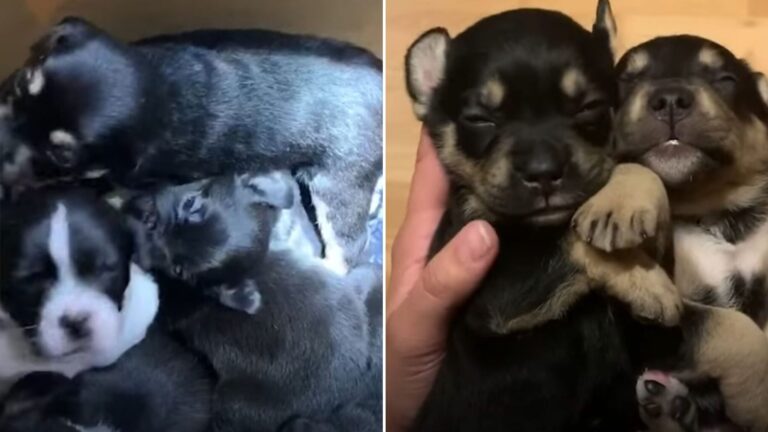 six puppies left in box at apartment complex