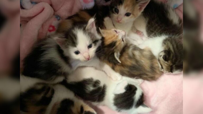 North Carolina Tiny Kittens Battle To Survive After Being Left Behind In A Parking Lot