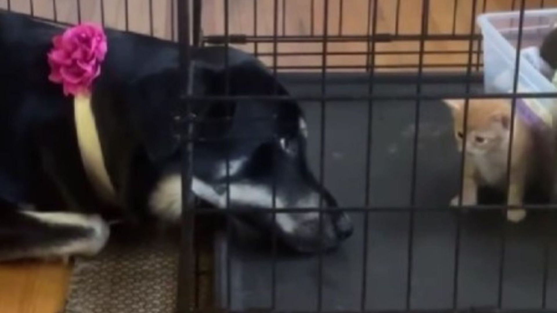 woman rescues a kitten for her dog