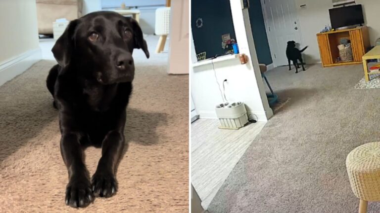 woman sets up camera to check her dog