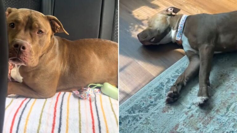 shelter dog