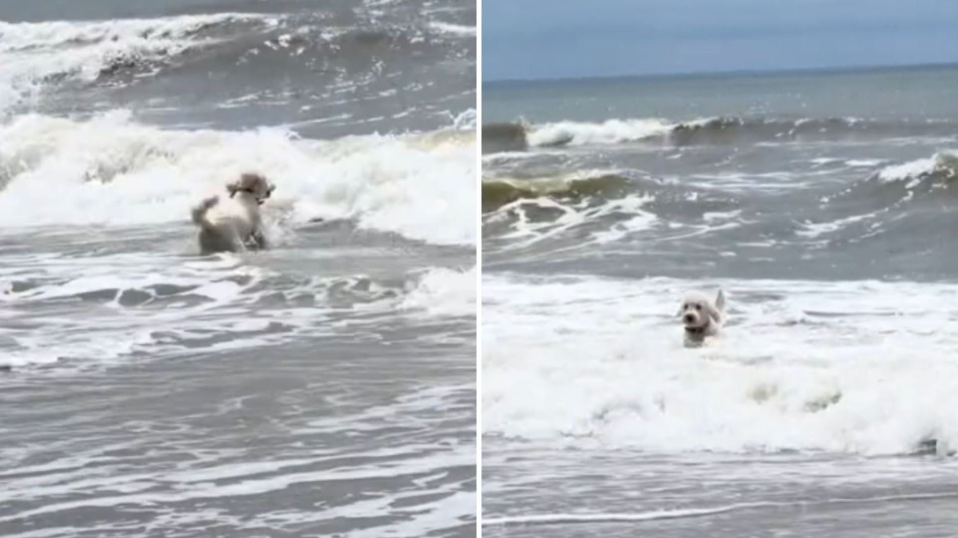 dog in the ocean