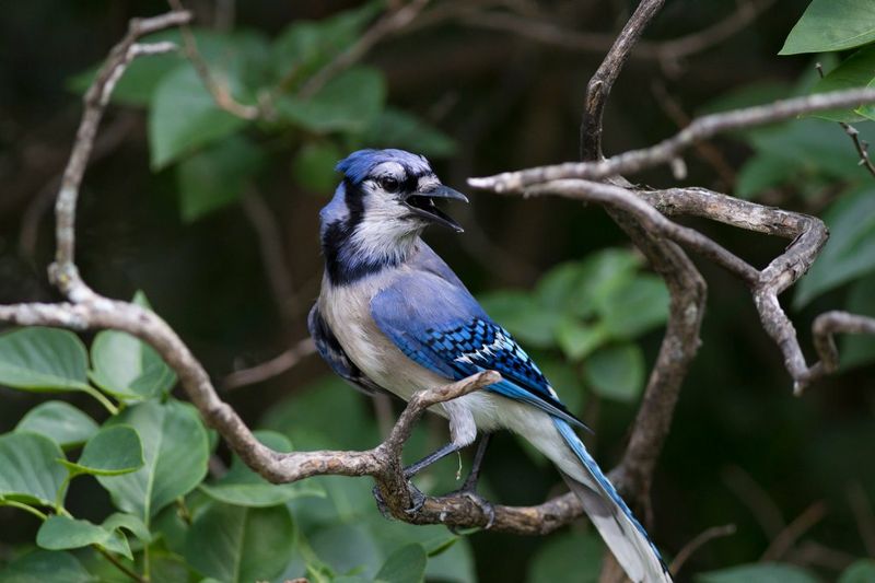 Blue Jay