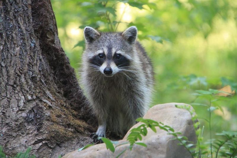 Raccoons