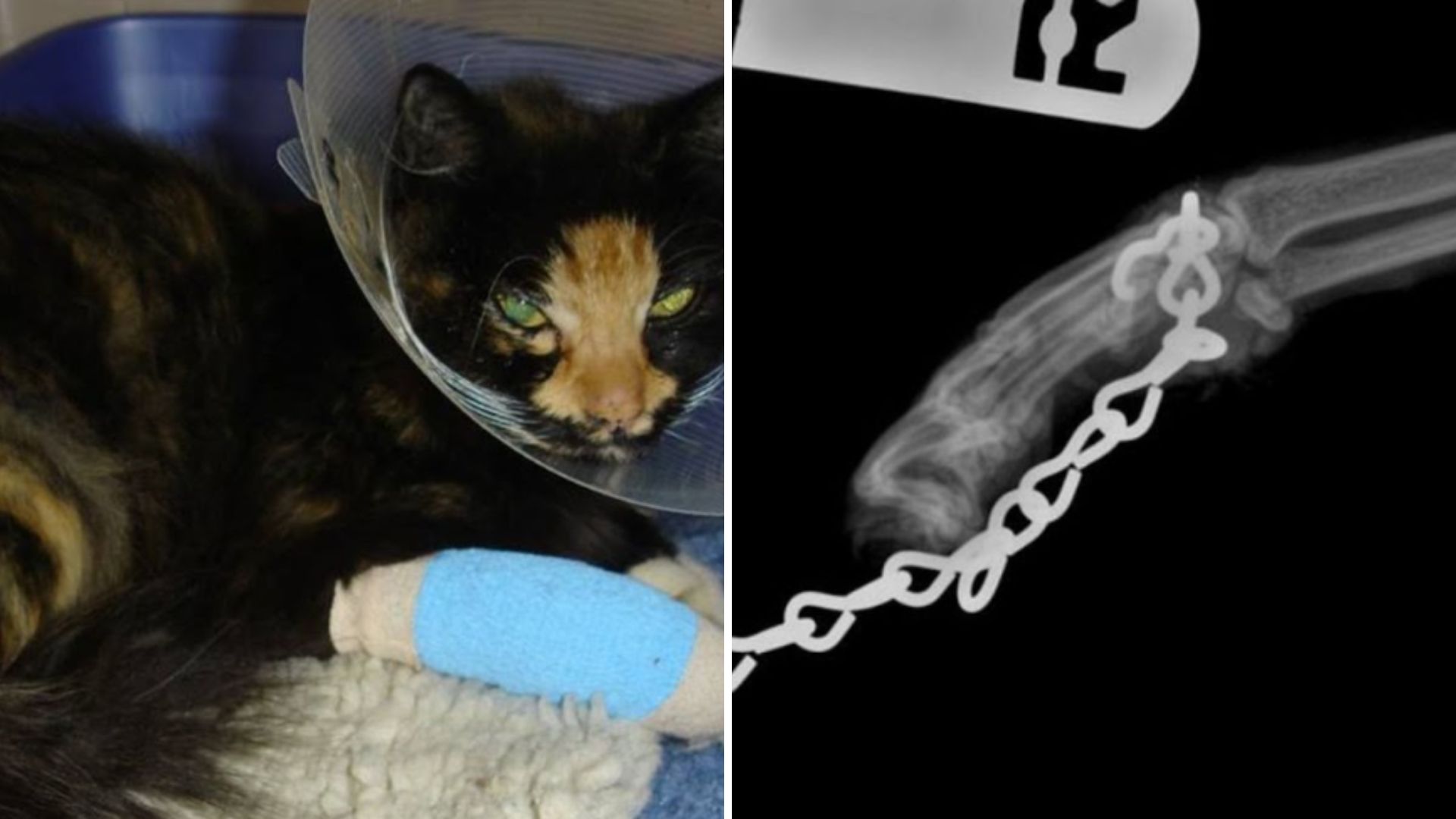 abused cat tied with heavy chain