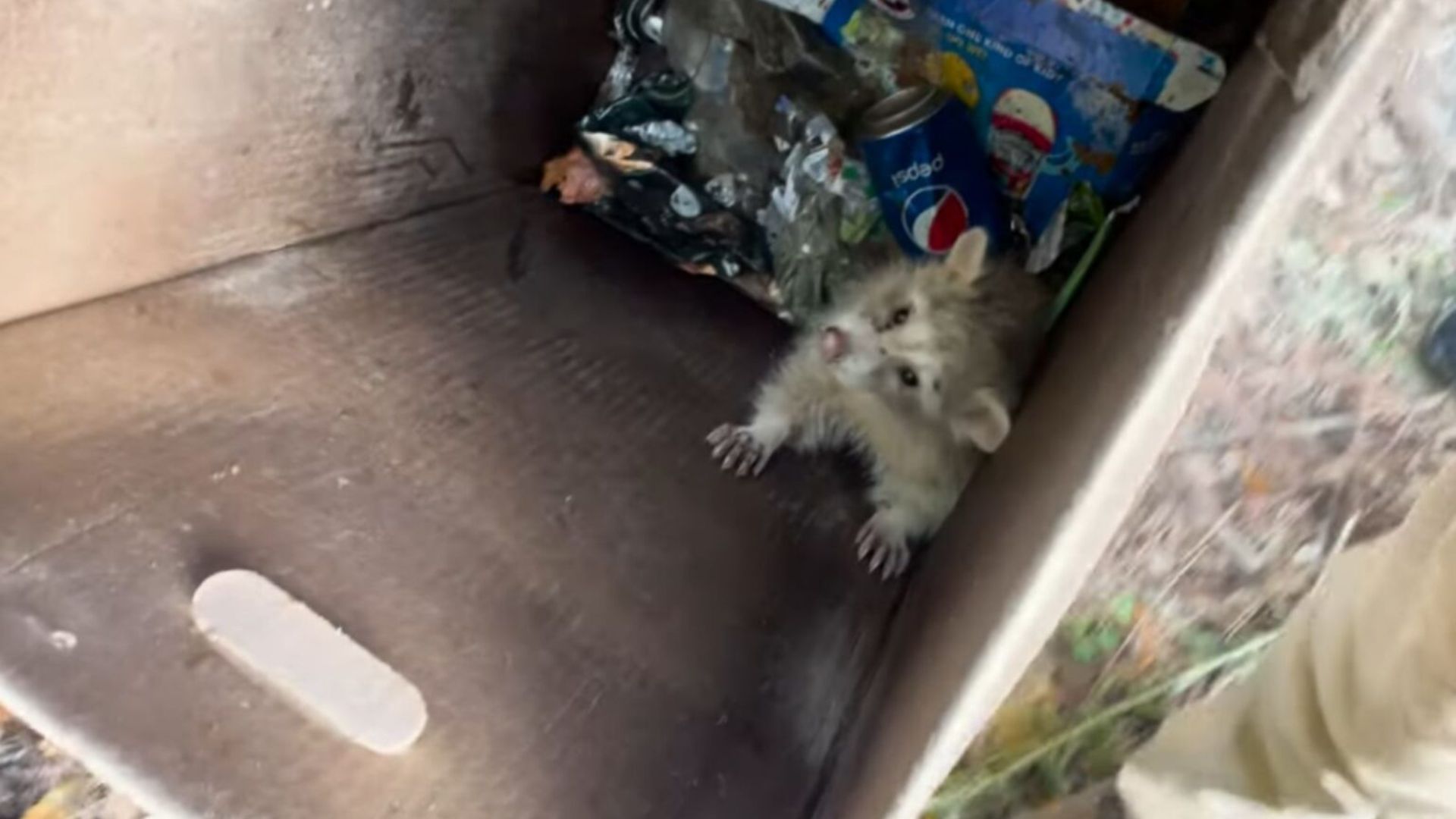 raccoon hiding in a trash bin