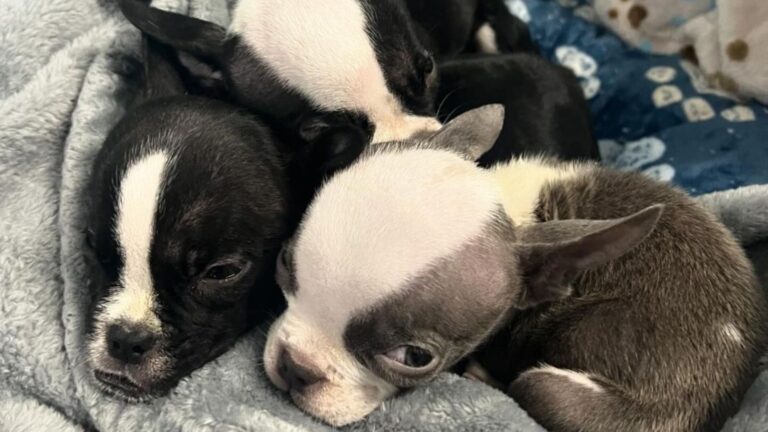 rescuers rush to save puppies left in box