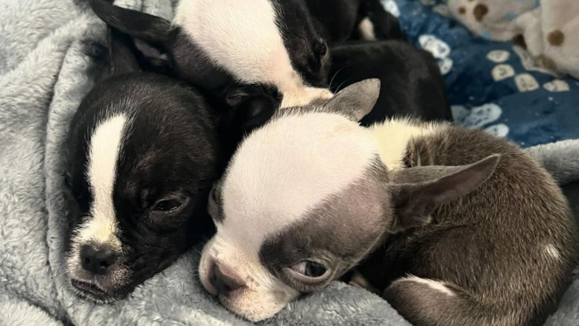 rescuers rush to save puppies left in box