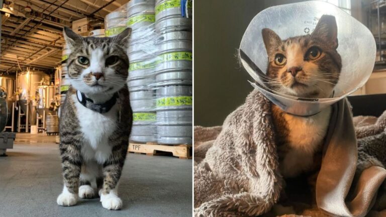 brewery cat