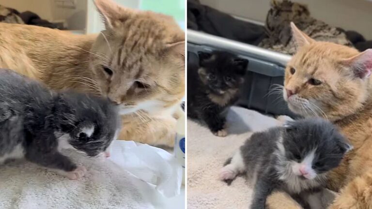 cat caring for kittens