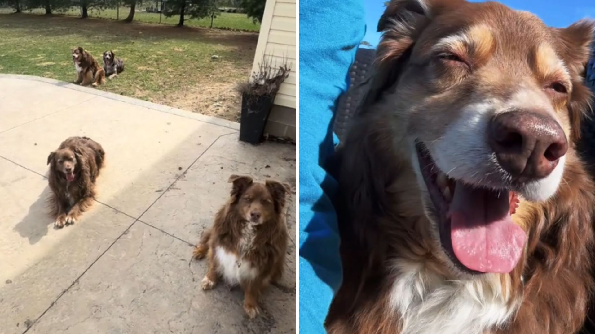 Ohio Dog Shuts Owner Out, But Watch What She Does When Her Favorite Song Starts Playing