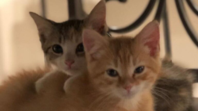so cute tvo kittens