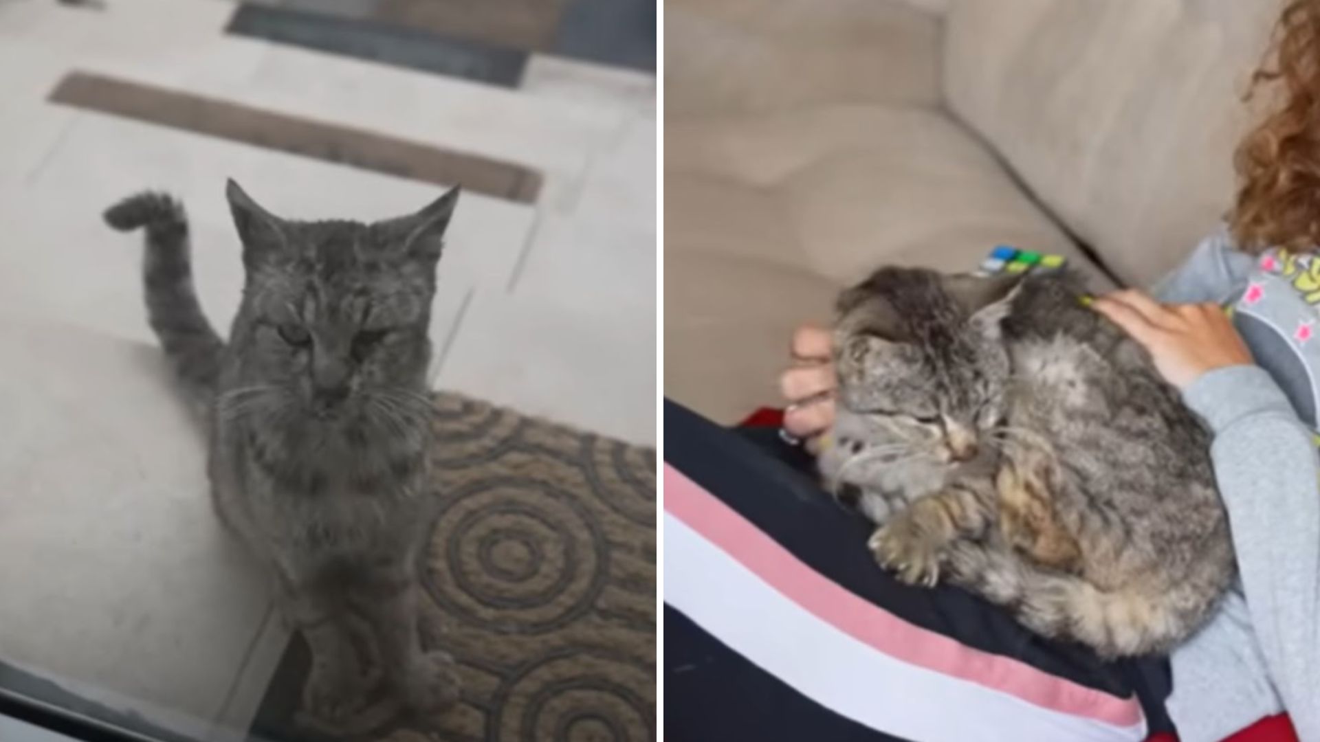 malnourished stray cat