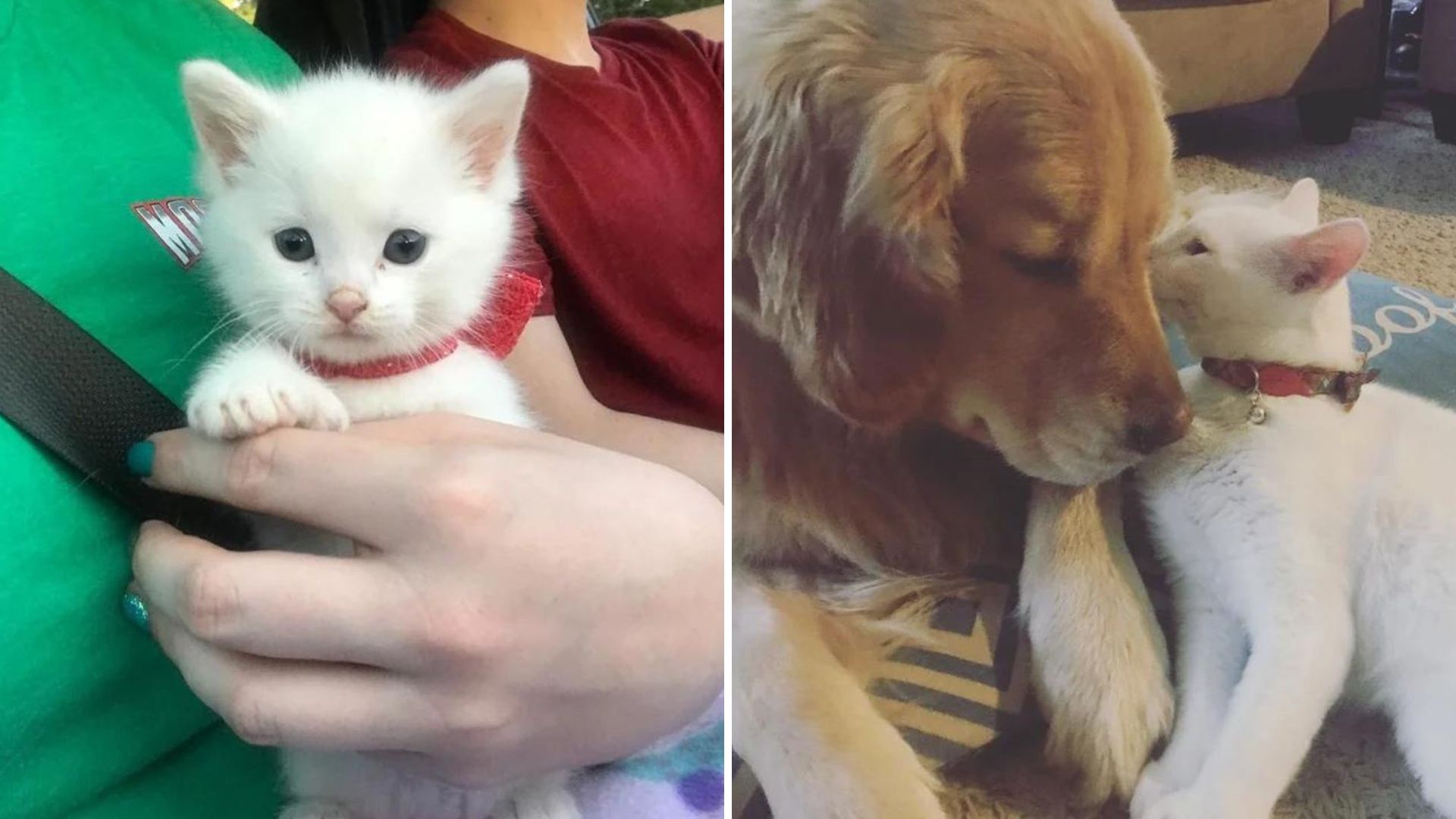 adorable kitten