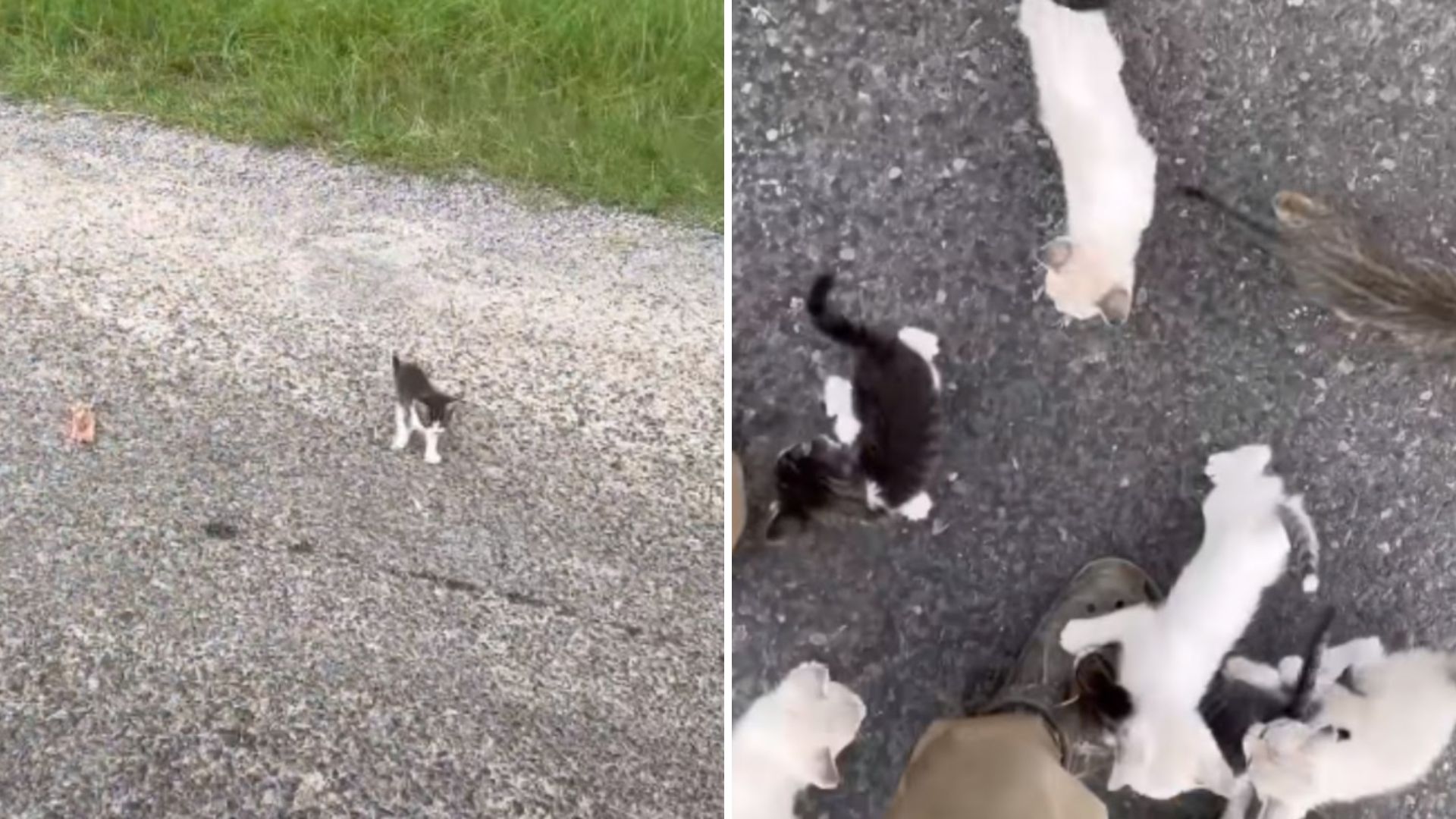 tiny kitten by the road