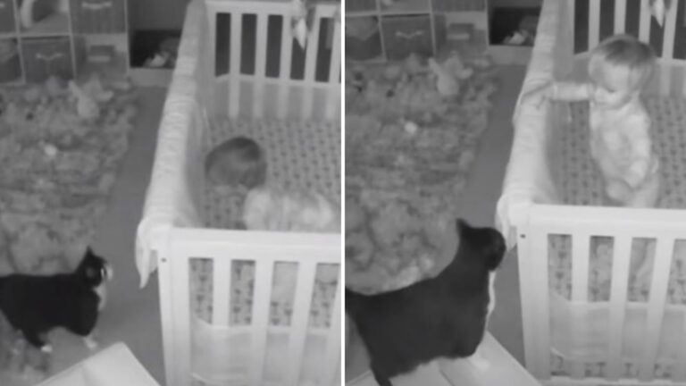 baby and a cat