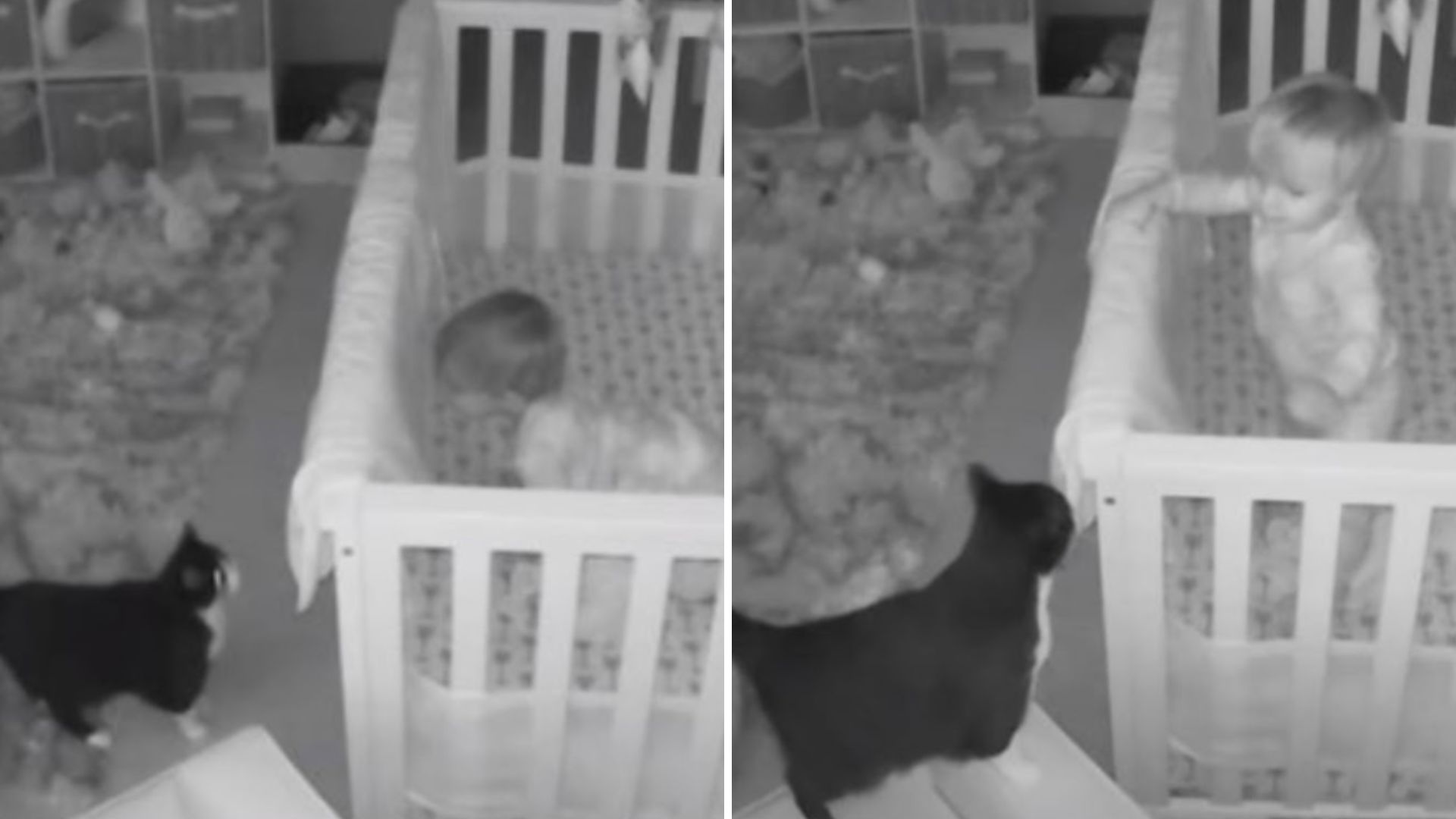 baby and a cat