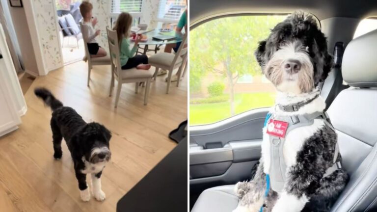 service dog in the car