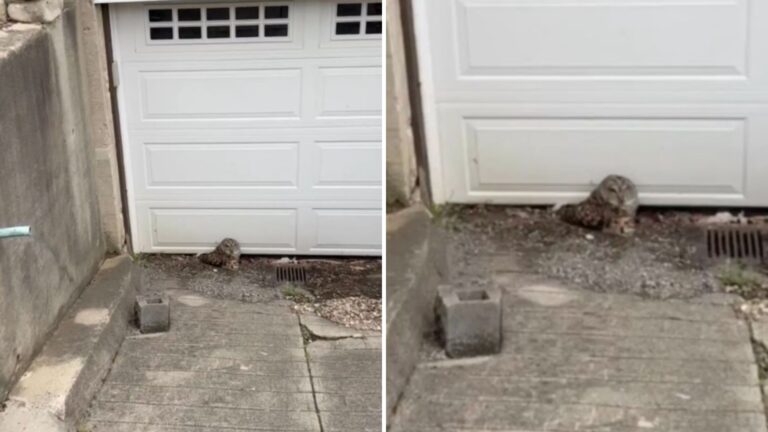 owl on the ground