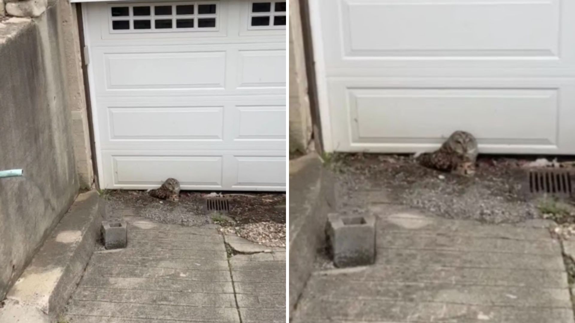 owl on the ground