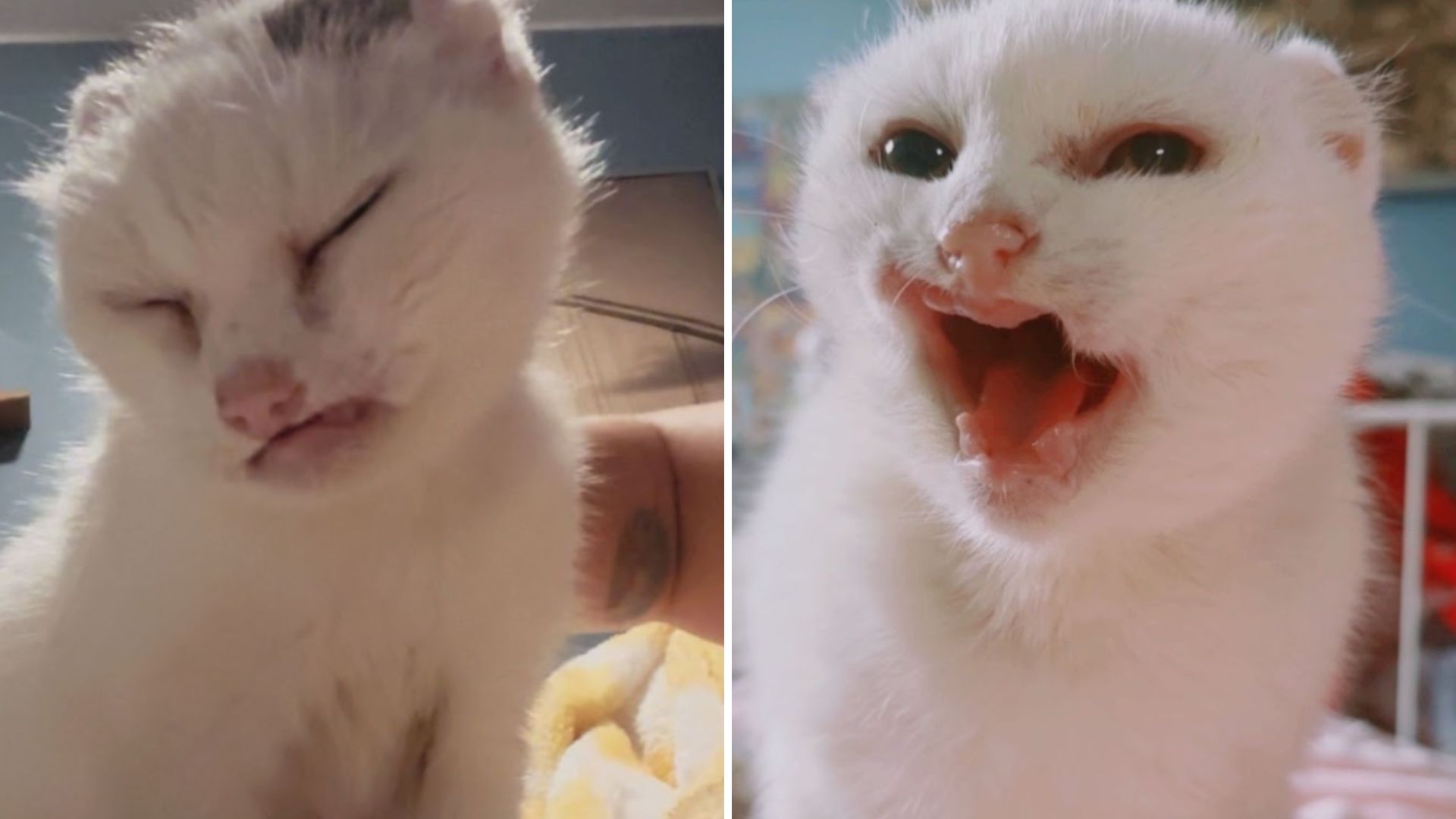 cat without ears
