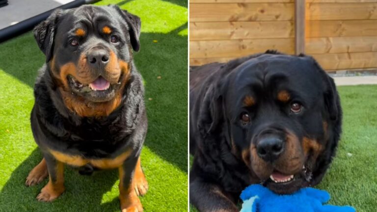 Ohio Rottweiler