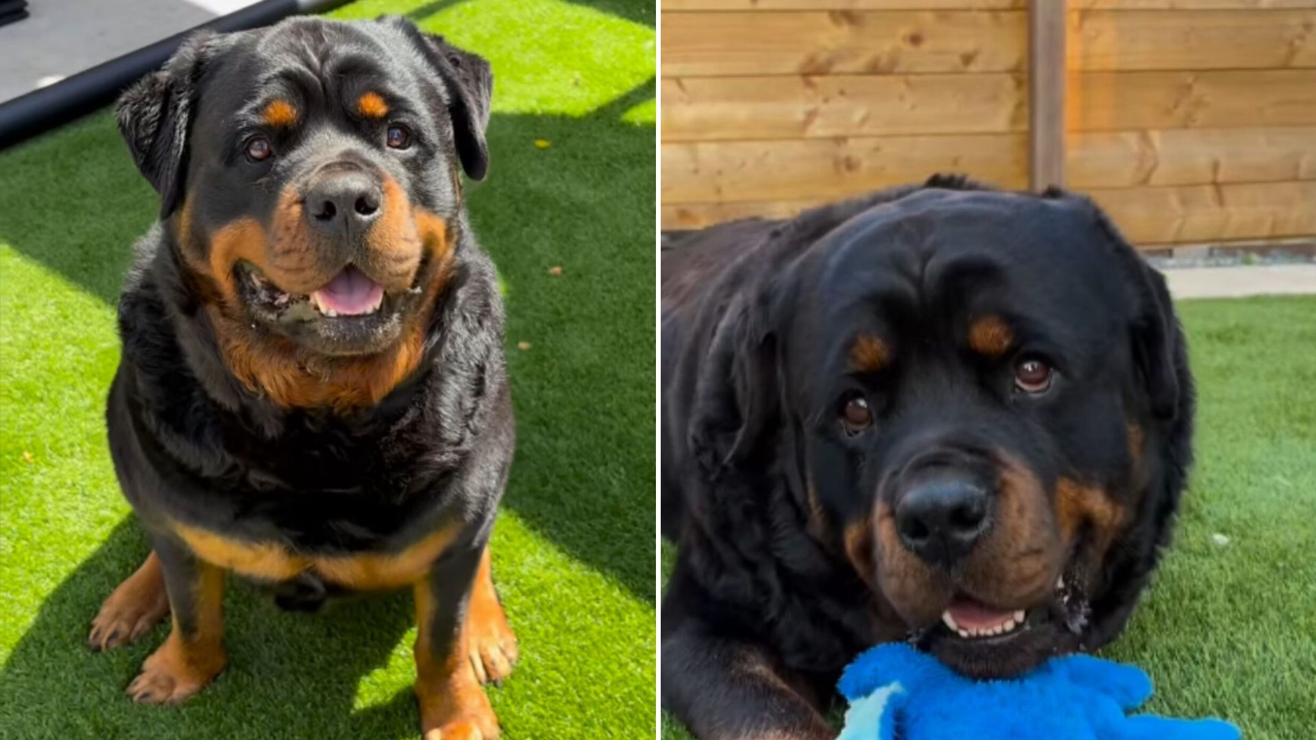 Ohio Rottweiler