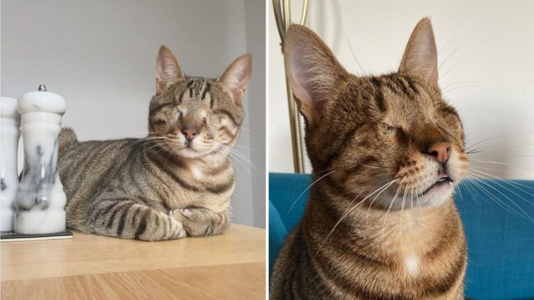 blind shelter cat