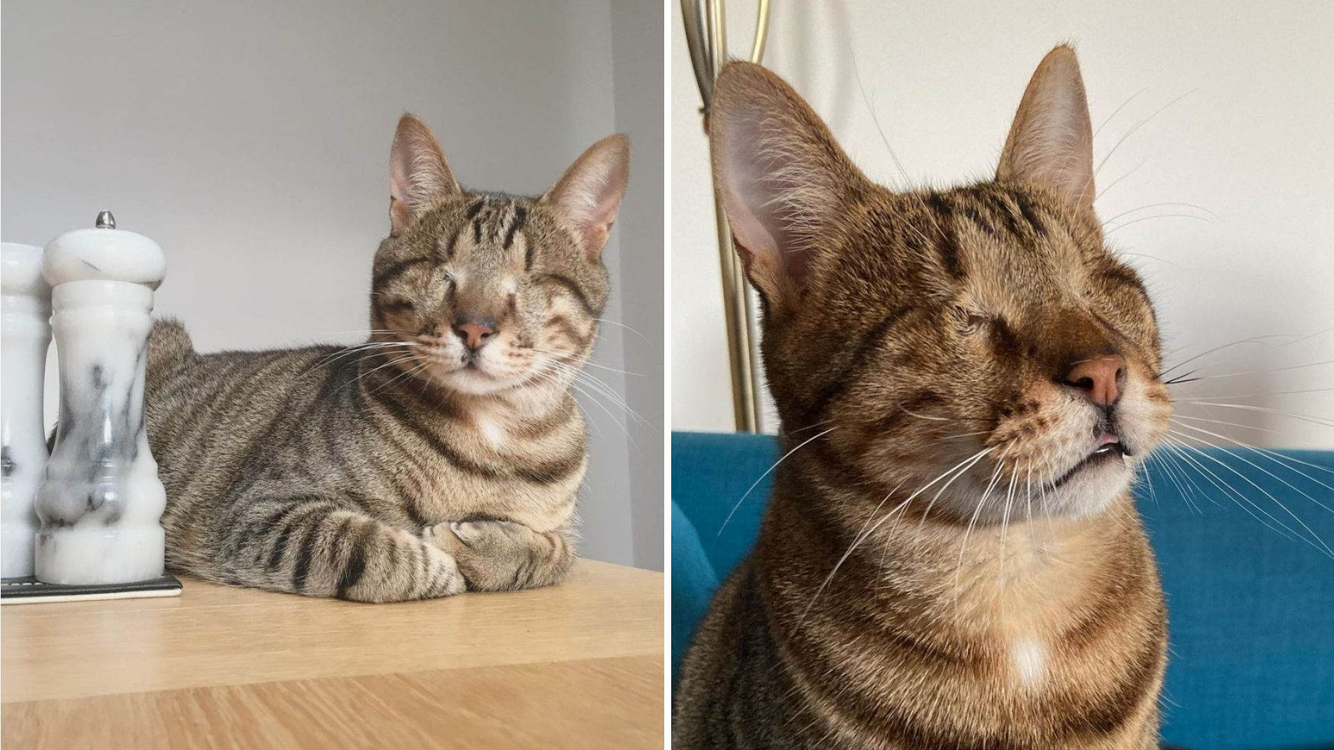 blind shelter cat
