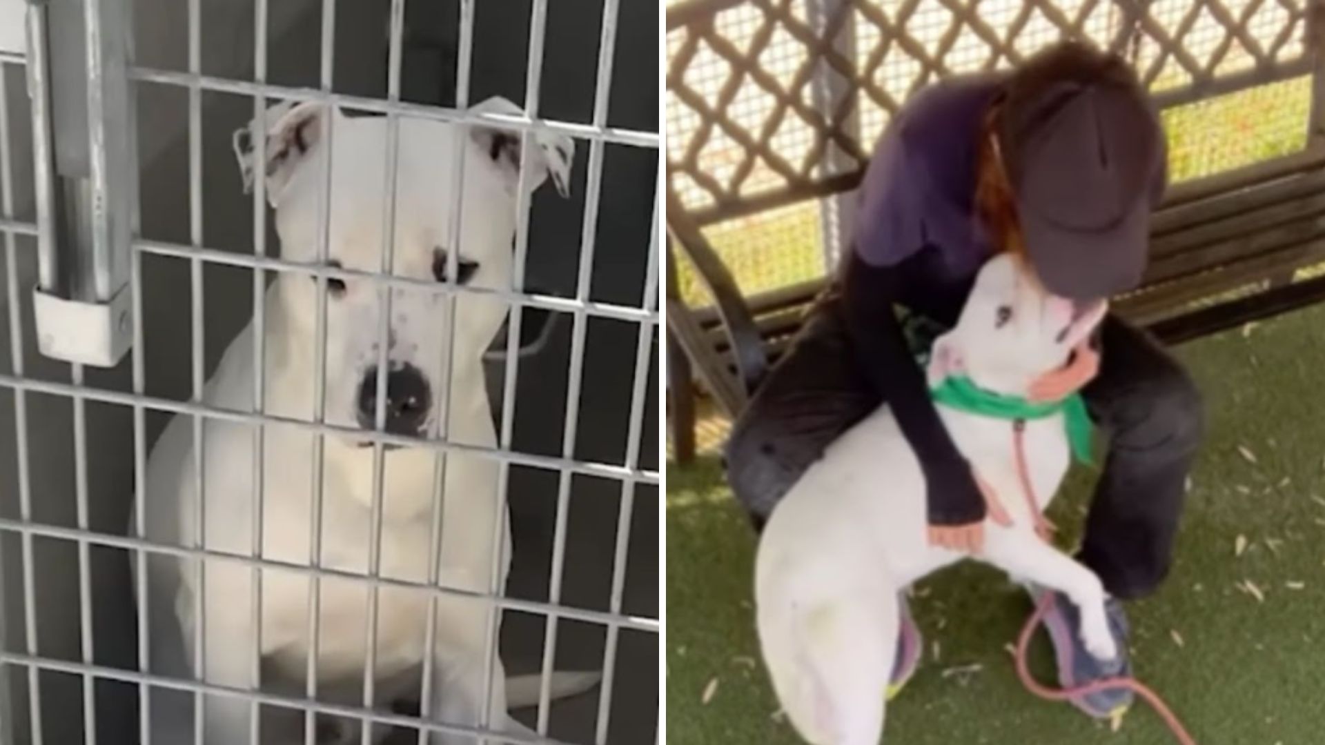 shelter dog saved from euthanasia