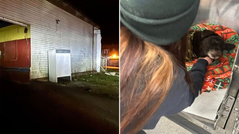 cat locked in freezer and dog shot