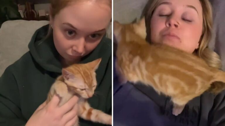 Ohio Woman Adopts A Sick Kitten Who Survives Against The Odds And Becomes An Internet Star