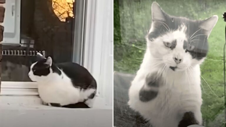 timid stray cat