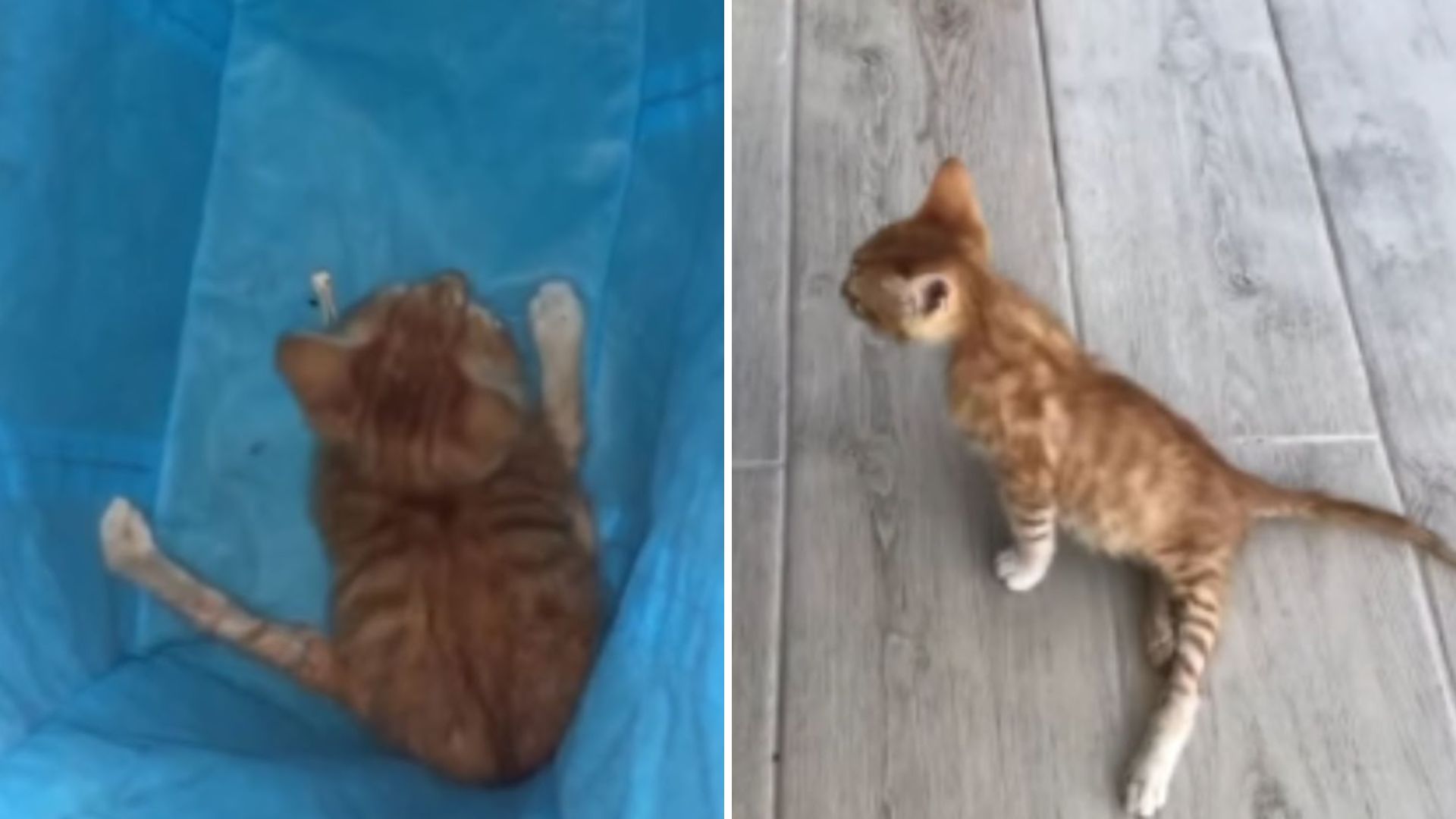 paralyzed cat
