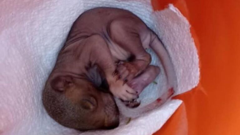 woman finds baby squirrel fallen from nest