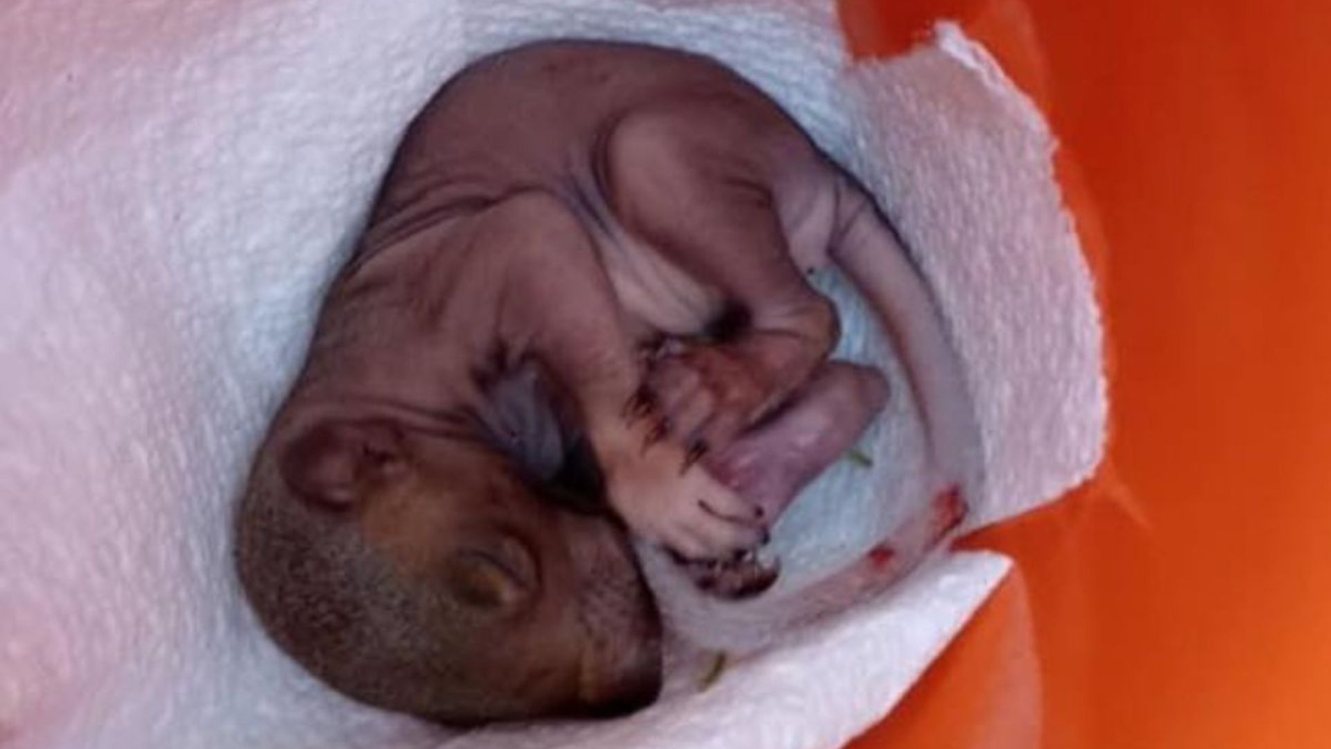 woman finds baby squirrel fallen from nest