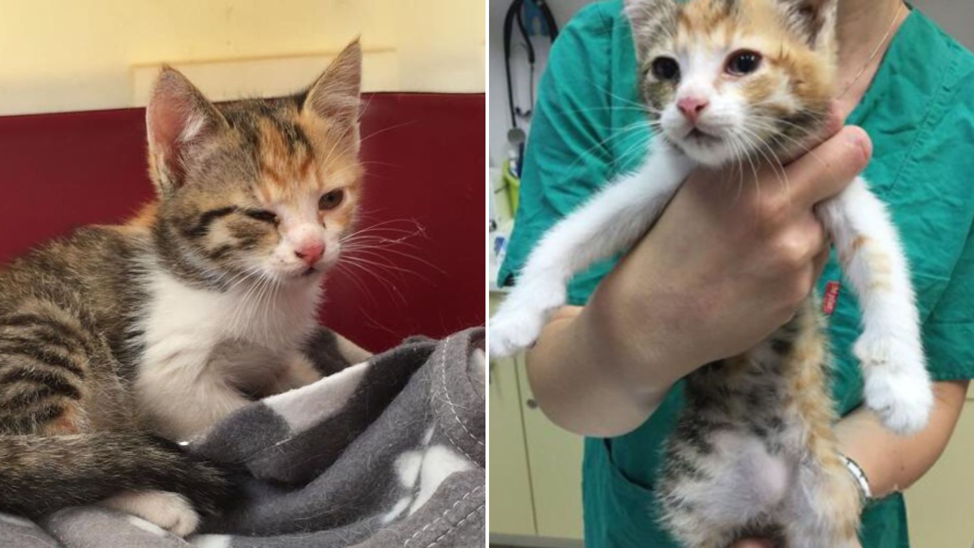 tiny calico kitten
